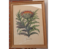 Basilius Besler(1561-1629)-Cinera cum flore