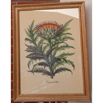 Basilius Besler(1561-1629)-Cinera cum flore